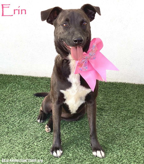 ERIN - Labrador Retriever / Shepherd available for adoption