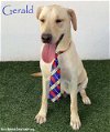 adoptable Dog in  named Gerald