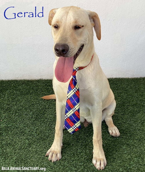 GERALD - Labrador Retriever available for adoption