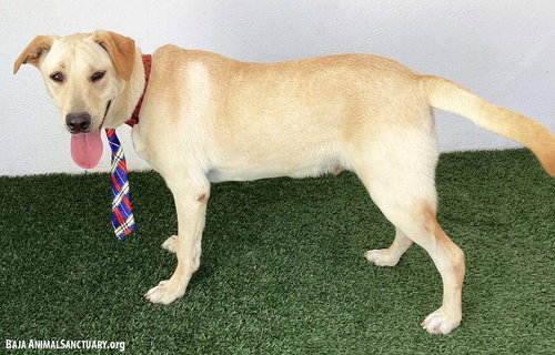 GERALD - Labrador Retriever available for adoption