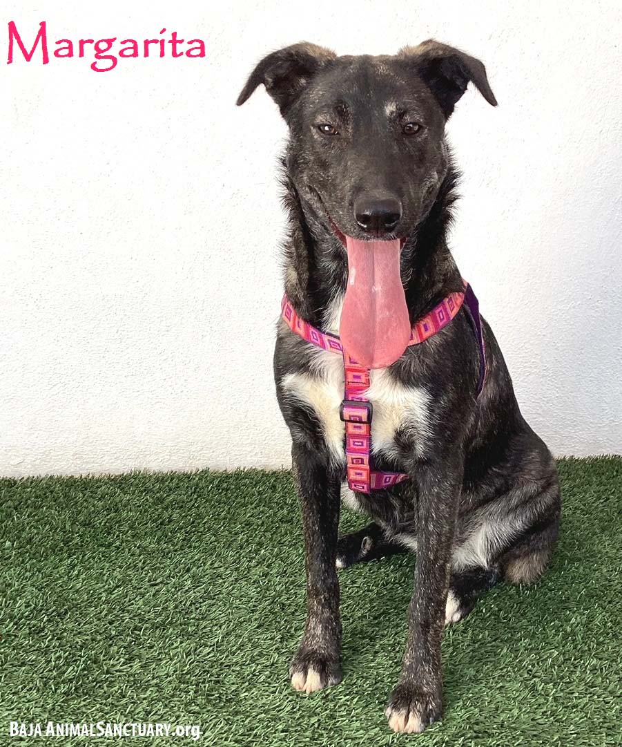 adoptable Dog in San Diego, CA named Margarita