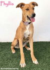 adoptable Dog in  named Phyllis