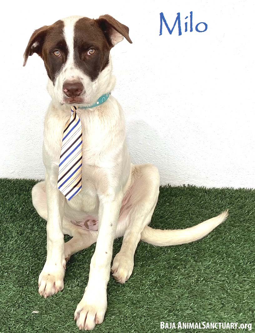 adoptable Dog in San Diego, CA named Milo