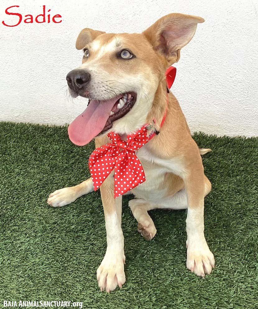 adoptable Dog in San Diego, CA named Sadie