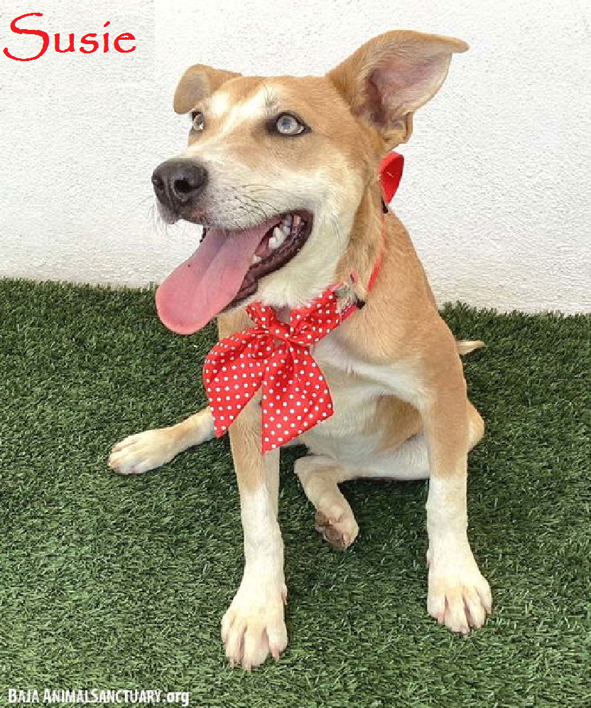 adoptable Dog in San Diego, CA named Susie