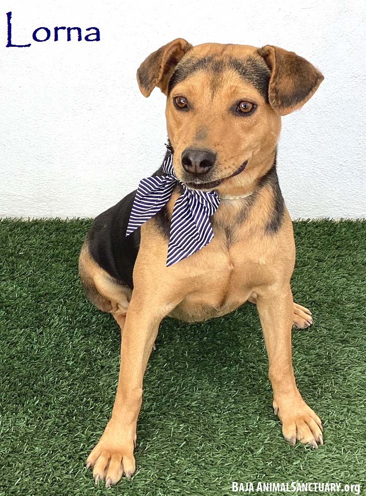 adoptable Dog in San Diego, CA named Lorna