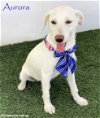 adoptable Dog in  named Aurora