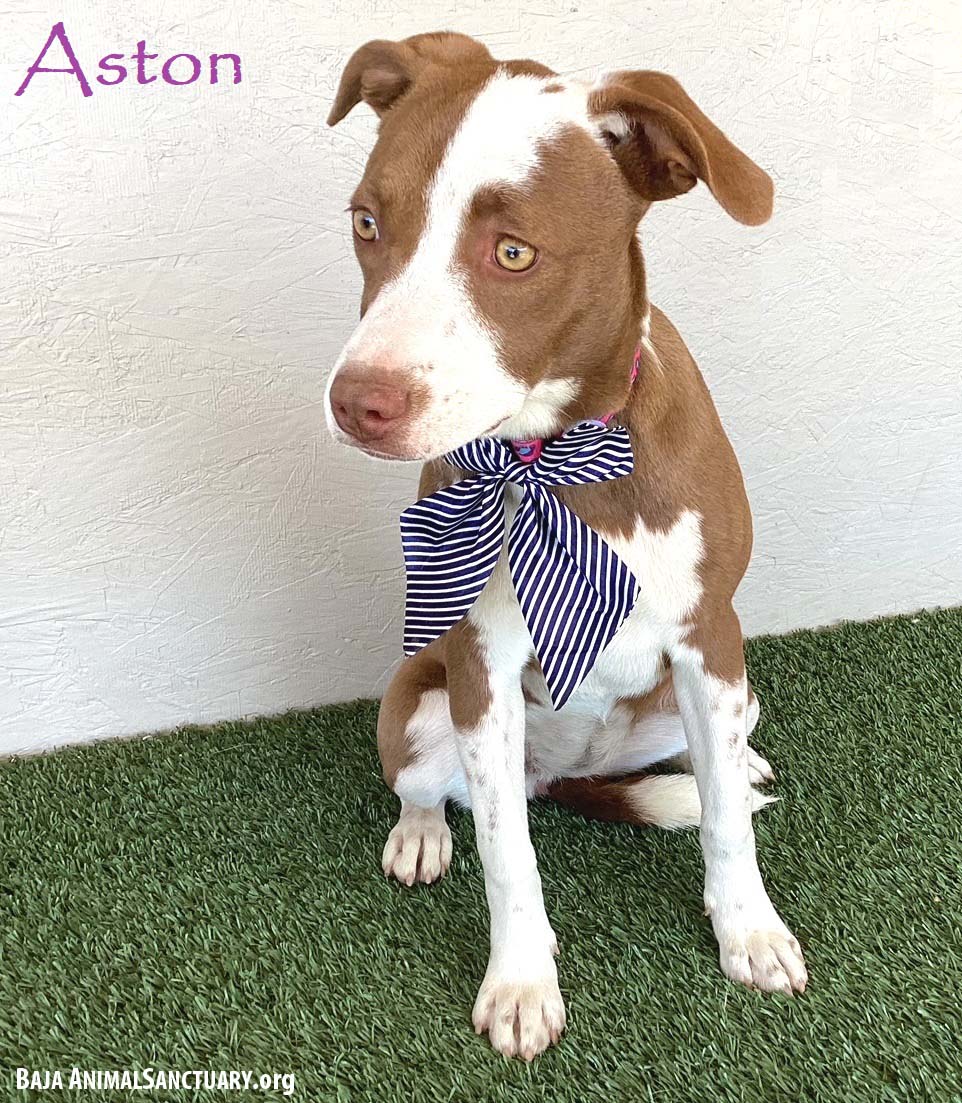 adoptable Dog in San Diego, CA named Aston