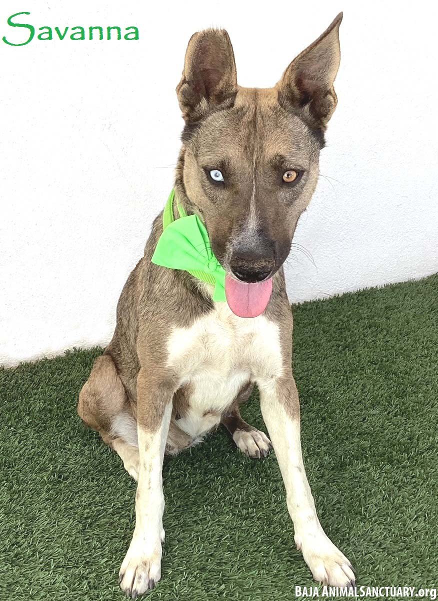 adoptable Dog in San Diego, CA named Savanna