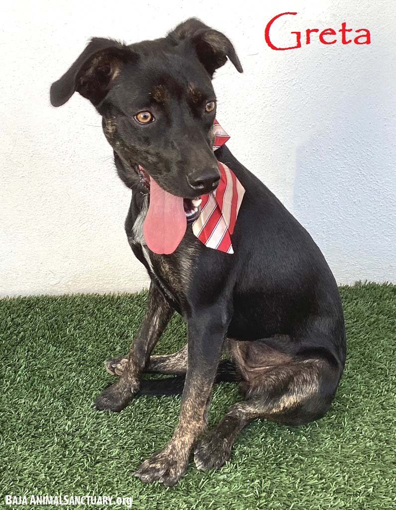 adoptable Dog in San Diego, CA named Greta