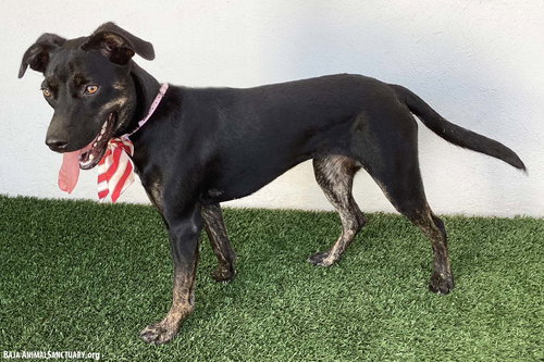 GRETA - Black Labrador Retriever / Shepherd available for adoption