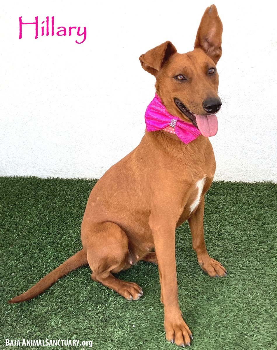 adoptable Dog in San Diego, CA named Hillary