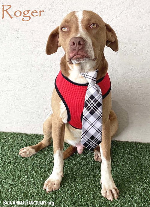 ROGER - American Staffordshire Terrier available for adoption