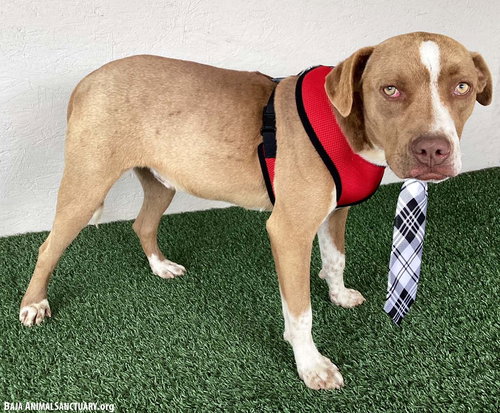 ROGER - American Staffordshire Terrier available for adoption