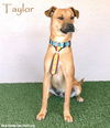 adoptable Dog in San Diego, CA named Taylor