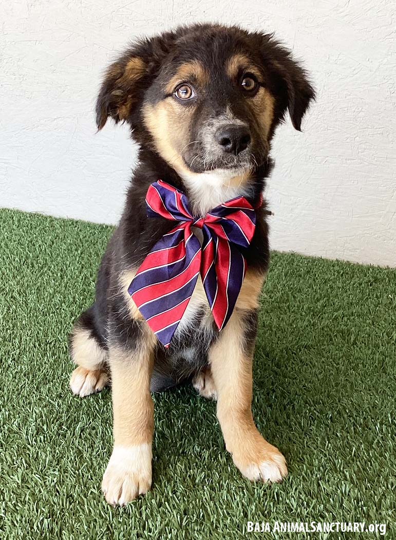Dog for Adoption Jodie, a German Shepherd Dog in Temecula, CA Alpha Paw