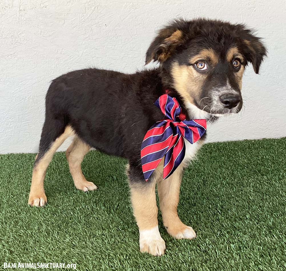 Dog for Adoption Jodie, a German Shepherd Dog in Temecula, CA Alpha Paw