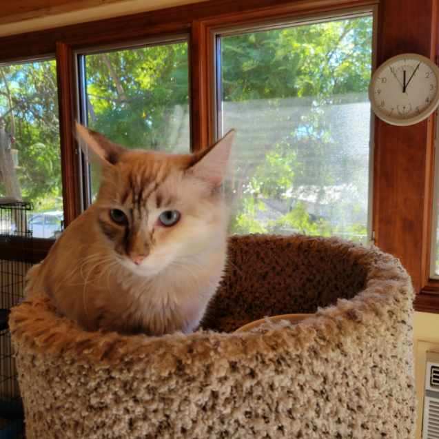 adoptable Cat in Vista, CA named Venus