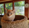 adoptable Cat in Vista, CA named Venus