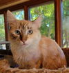 adoptable Cat in Vista, CA named Serena