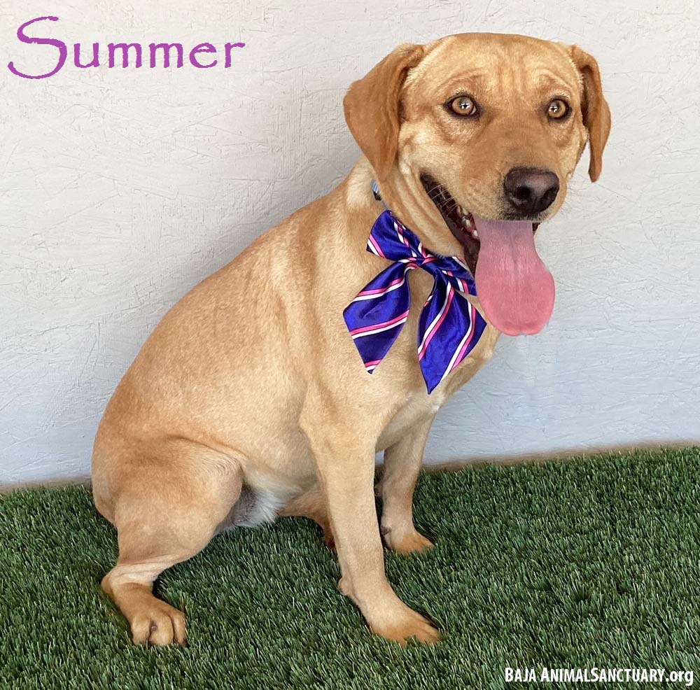 adoptable Dog in San Diego, CA named Summer