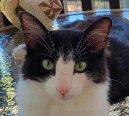 adoptable Cat in Vista, CA named Soma