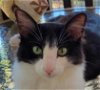 adoptable Cat in vista, CA named Soma