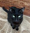 adoptable Cat in vista, CA named Seiko