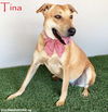 adoptable Dog in San Diego, CA named Tina