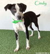 adoptable Dog in  named Cindy