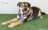 adoptable Dog in San Diego, CA named Tom