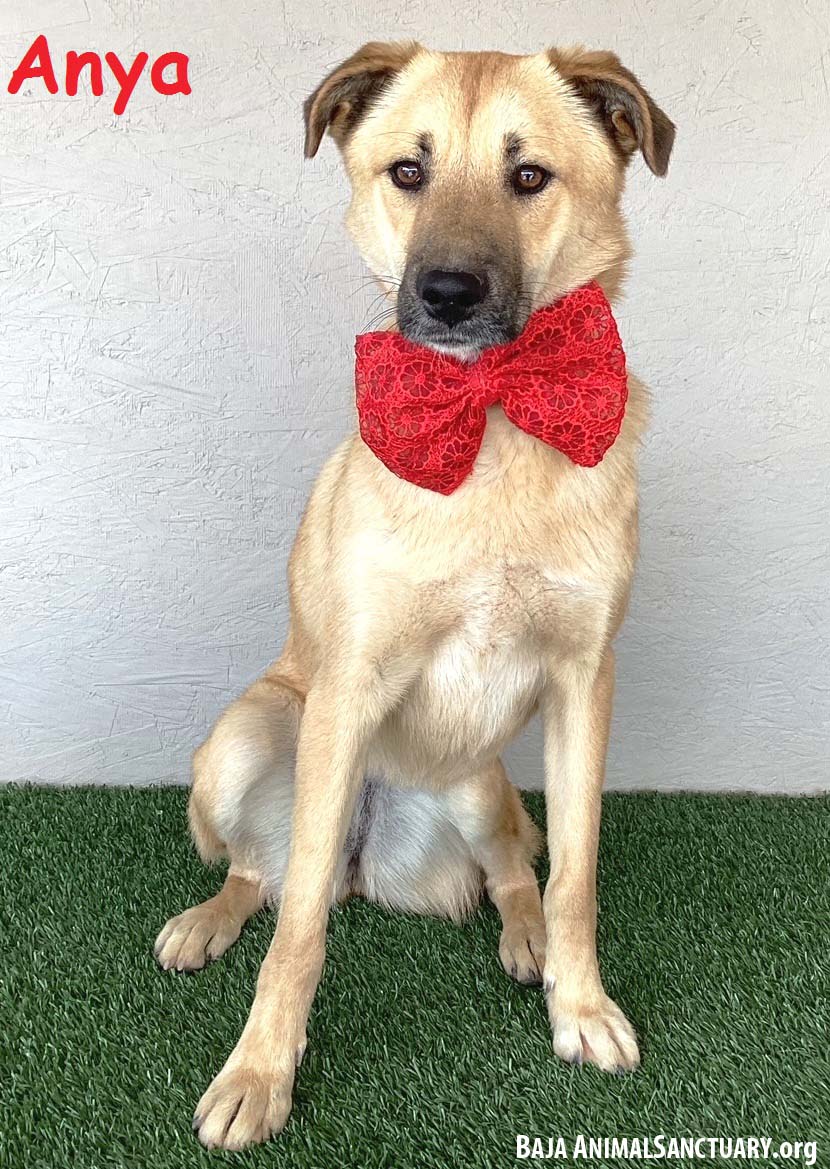 adoptable Dog in San Diego, CA named Anya