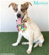 adoptable Dog in  named Monica