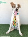 adoptable Dog in  named Ross