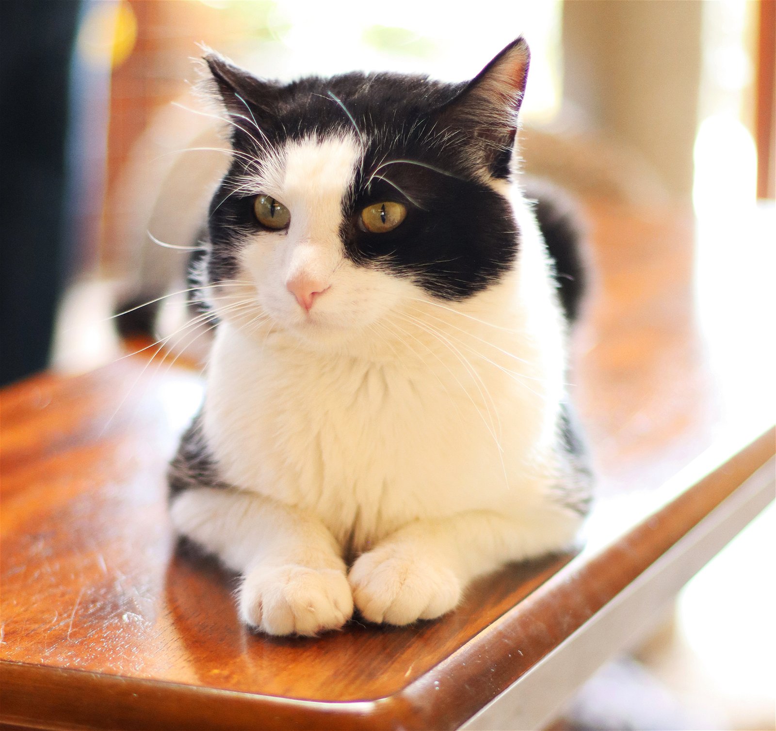 adoptable Cat in Vista, CA named Pretty Boy Floyd