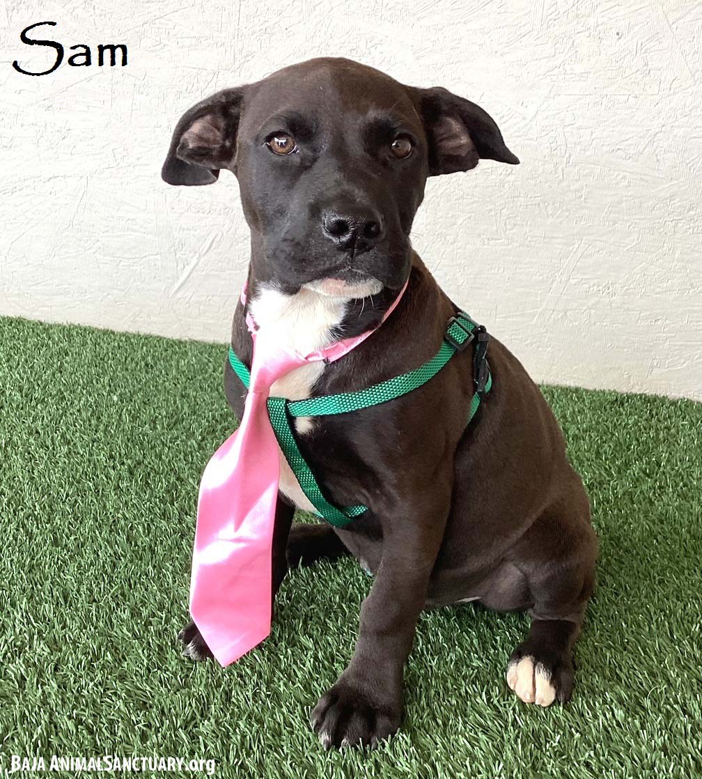 Dog for Adoption Sam, a Boxer in Murrieta Hot Springs, CA Alpha Paw