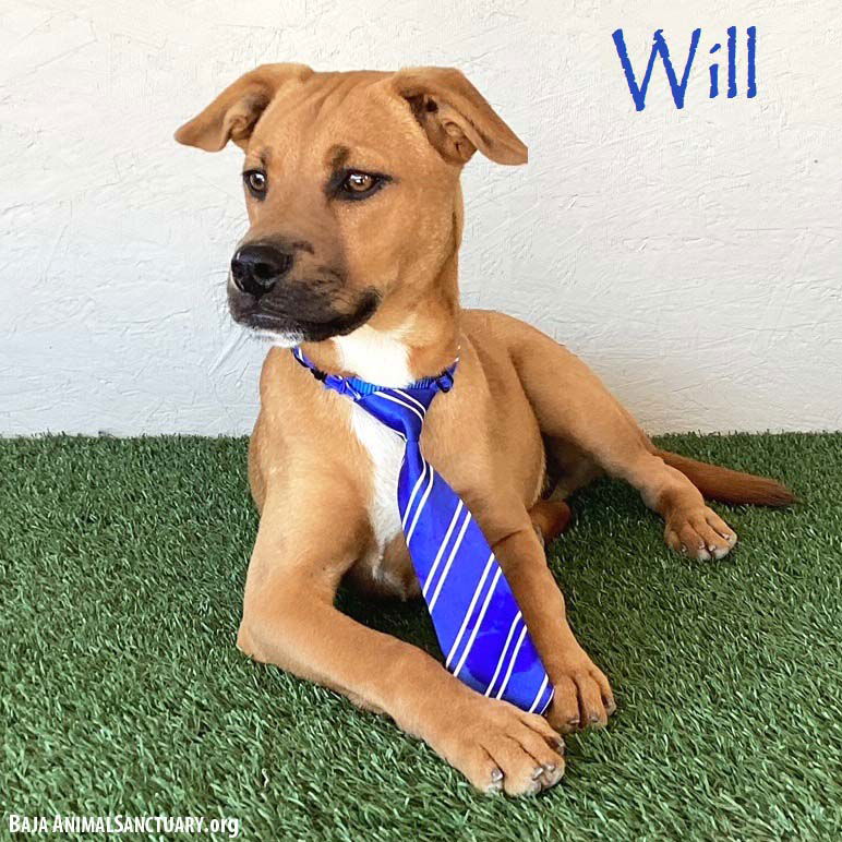 adoptable Dog in San Diego, CA named Will