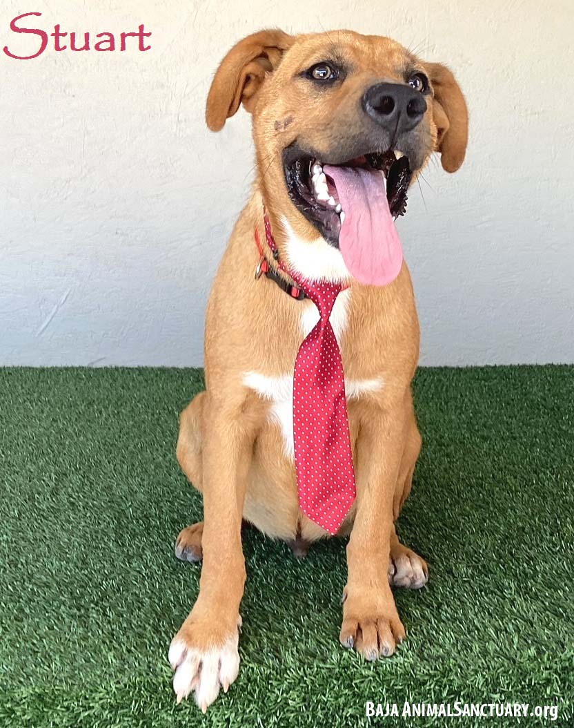 adoptable Dog in San Diego, CA named Stuart