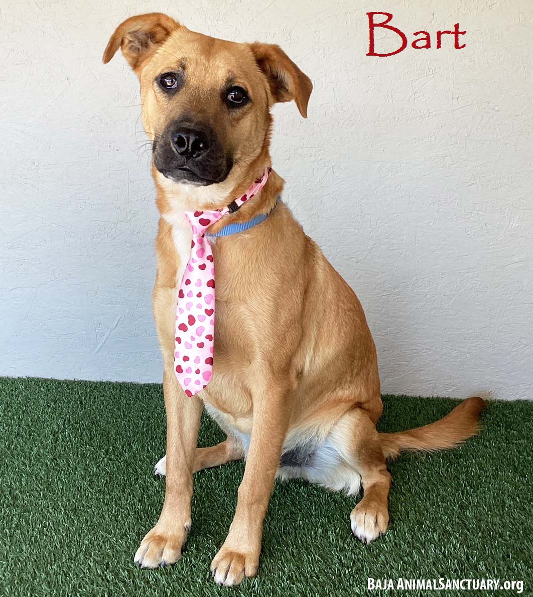 adoptable Dog in San Diego, CA named Bart