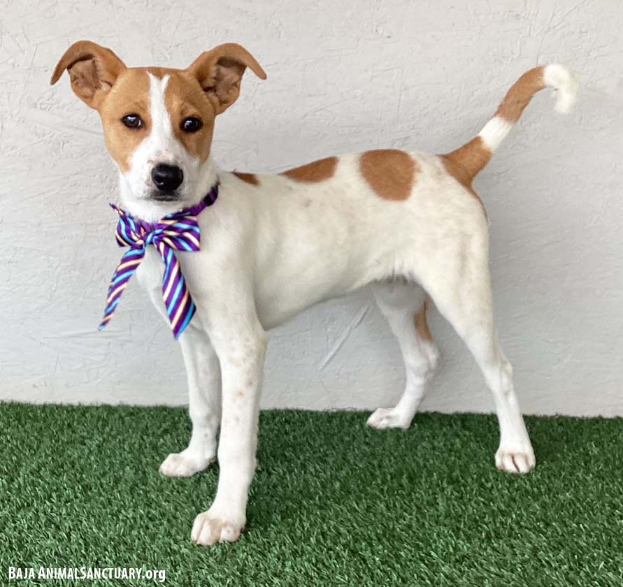 Dog for Adoption - Brynn, a Jack Russell Terrier in San Diego County ...