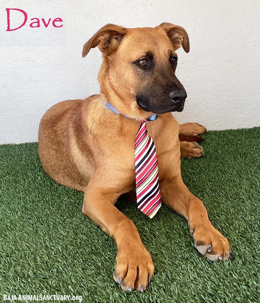 adoptable Dog in San Diego, CA named Dave