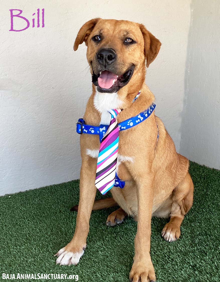 adoptable Dog in San Diego, CA named Bill