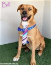 adoptable Dog in  named Bill