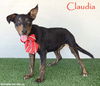 adoptable Dog in San Diego, CA named Claudia