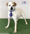 adoptable Dog in  named JR