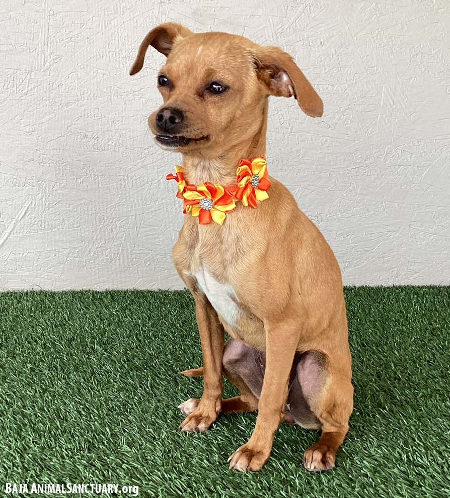 Dog for Adoption Gypsy, a Chihuahua in Temecula, CA Alpha Paw