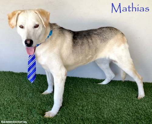 MATHIAS - Hound / Husky available for adoption