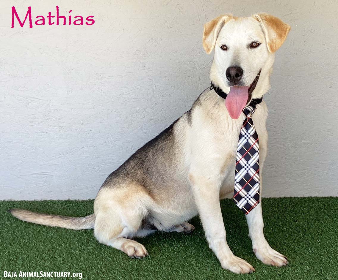 adoptable Dog in San Diego, CA named Mathias