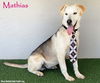 adoptable Dog in  named Mathias