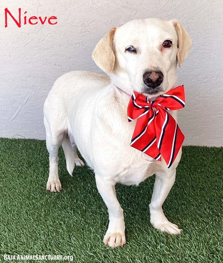 adoptable Dog in San Diego, CA named Nieve